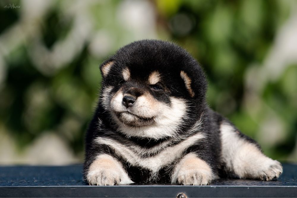 Шиба іну / shiba