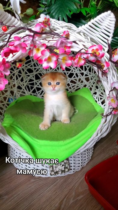 Милий ласкавий малюк. Кошенята золота шиншила.