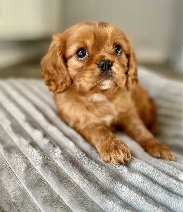 Cavalier King Charles