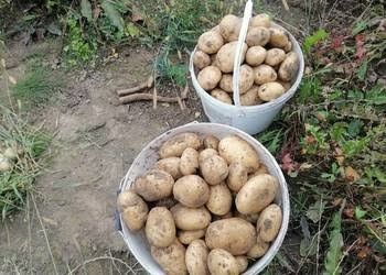 Sadzeniaki 3 odmiany