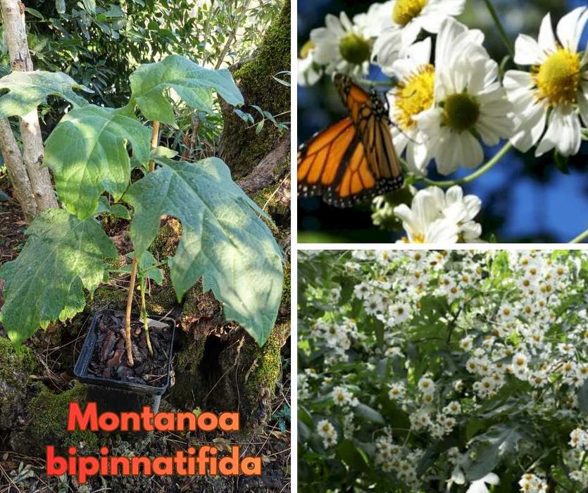 Montanoa bipinnatifida (Margaridão branco)