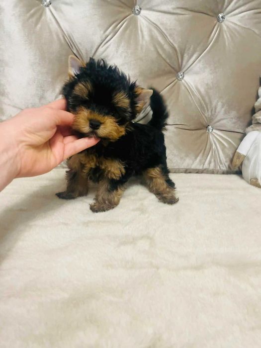 York Romek z Bajki. Cudny czarno-złoty z prawdziwym rodowodem.