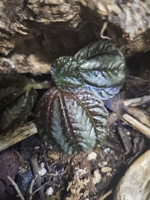 Pilea norfolk sadzonka