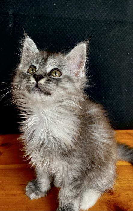 Кошечка породы Мейн -Кун