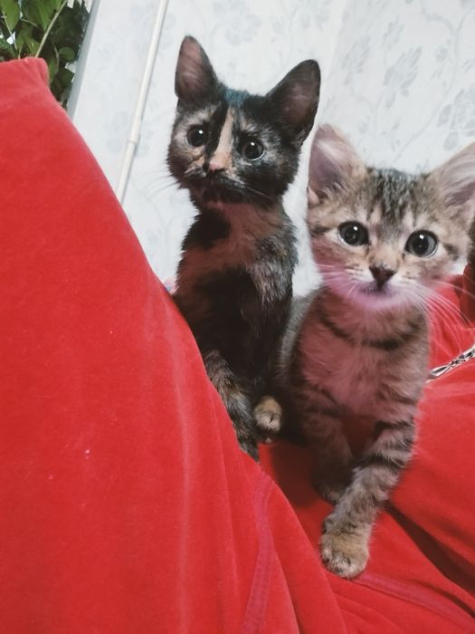 Кошенята в добрі руки