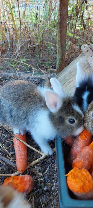 Coelhos anões bebés