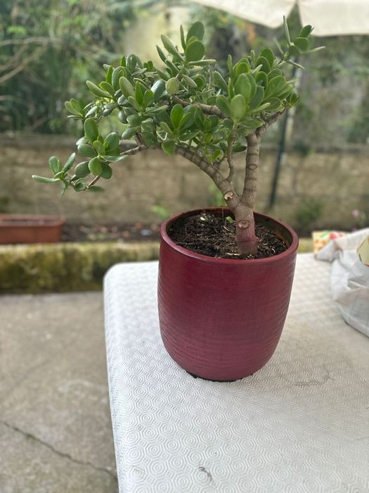 Planta de   jade