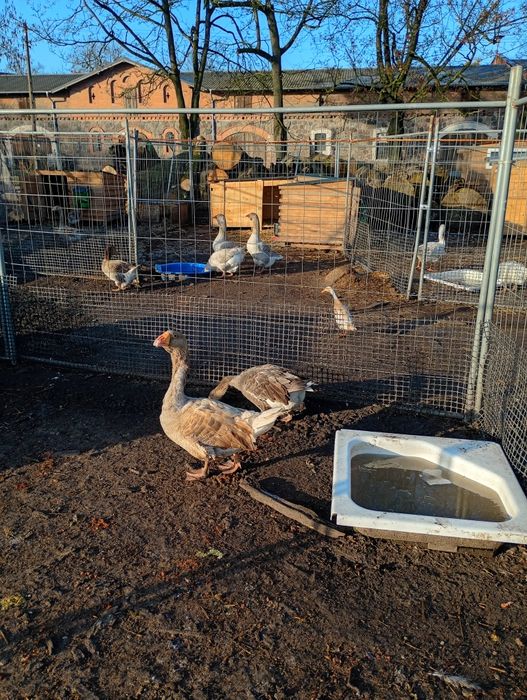 Jajka lęgowe od gesi