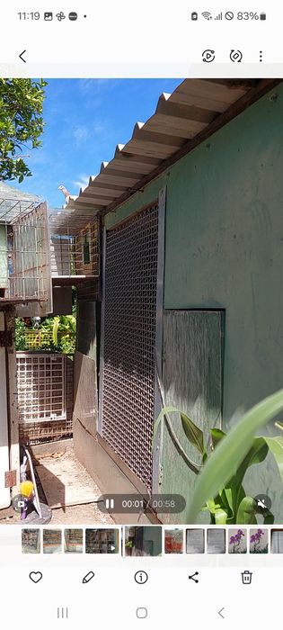 Cedência de pombal.