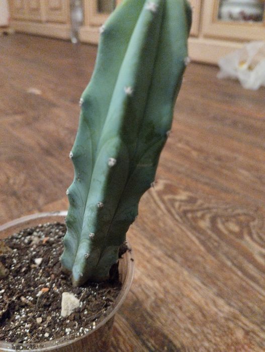 Myrtillocactus geometrical крупний