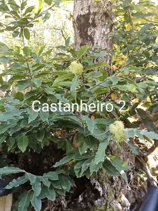 Castanheiros para madeira pela melhor oferta