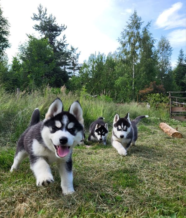 Husky Syberian szczeniak rodowód