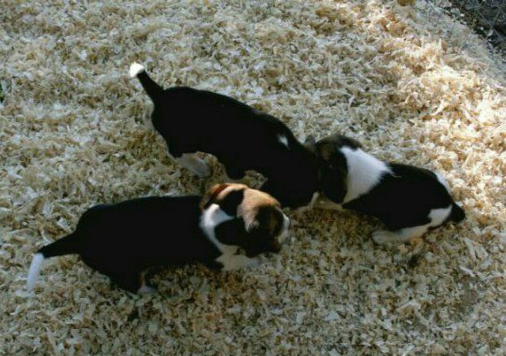 Стружка тырса опилка для животних и прочих нужд