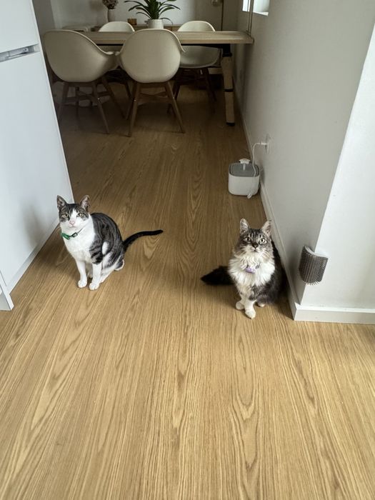 passear cães / dog walking