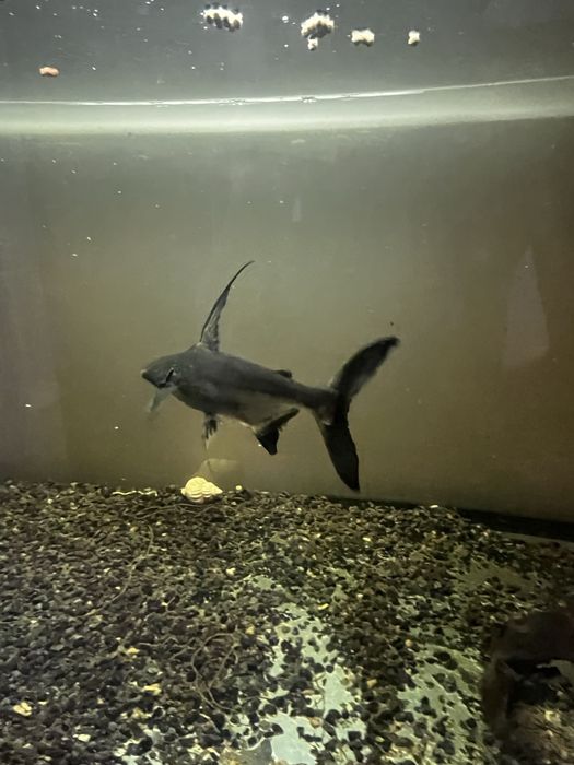 Pangasius +/- 30 cm Doação