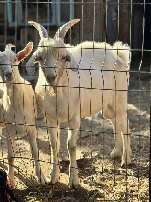 Цап случка кіз козел