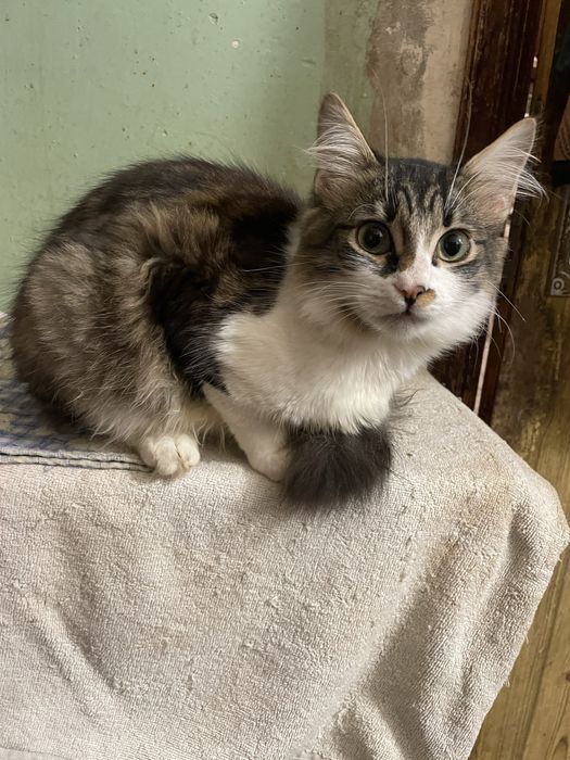 Котенок котик мальчик пушистый полосатый белый