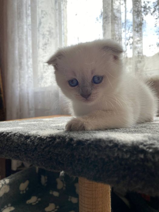 Шотланские котята