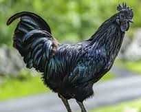 Ayam Cemani - piękny kogut