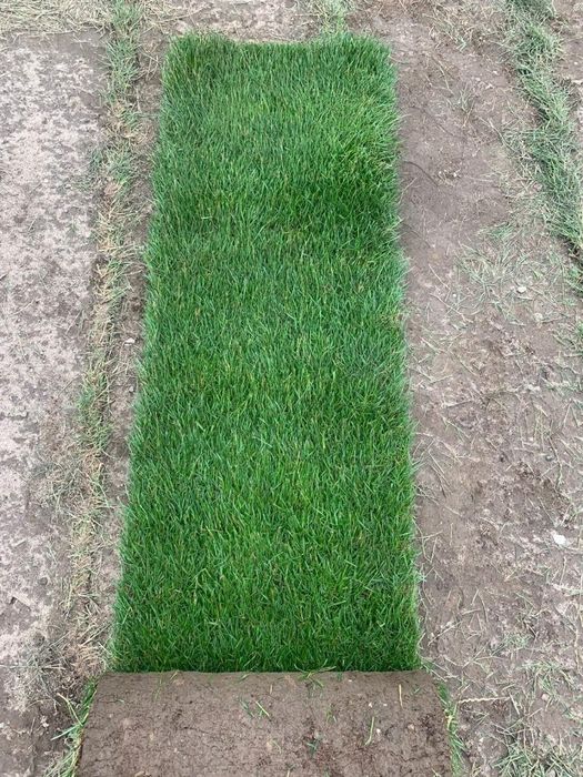 Trawa z rolki "Premium" – plantacja