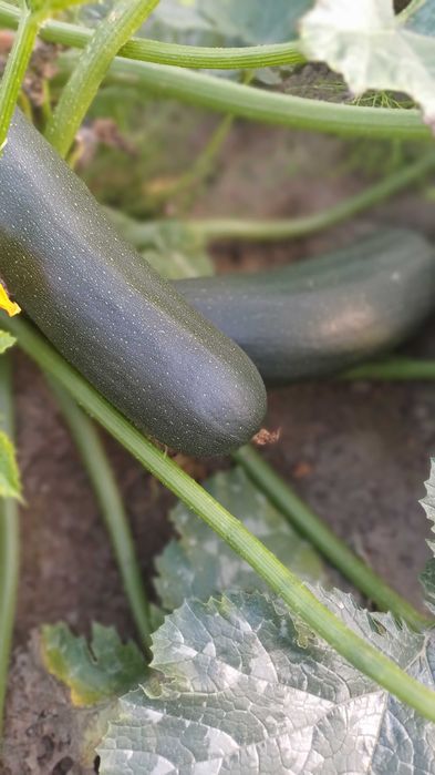 Cukinia z własnej uprawy sprzedam