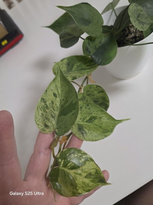 Philodendron Hederaceum oxycardium variegata