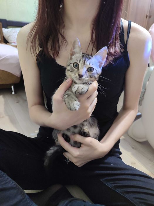 Котики в добрі руки