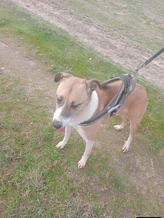 Princesa de porte médio para adoção responsável