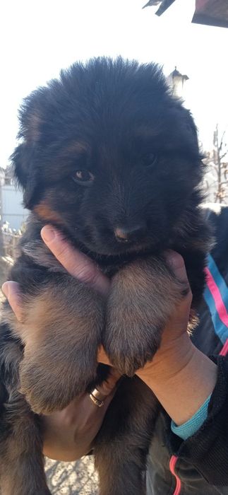 Продам щенят німецької вівчарки