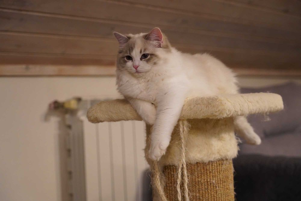 Kotka Ragdoll z rodowodem