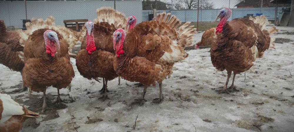 Індики Бурбони 12 місяців