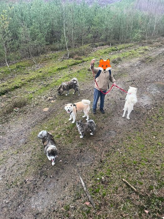 Sunia Japońska Akita Inu Gotowa Do Odbioru