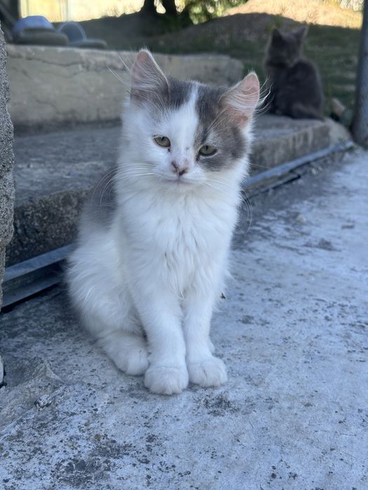 Віддам кошенят в добрі руки