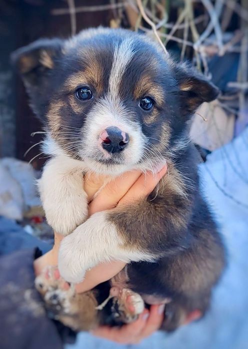 Маленький хлопчик шукає дім