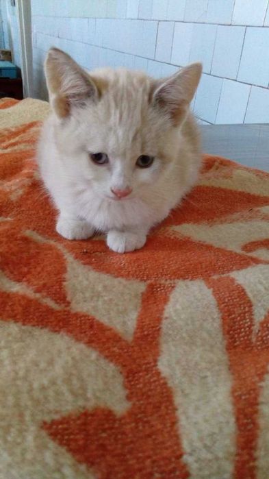 кошенята шукають родину