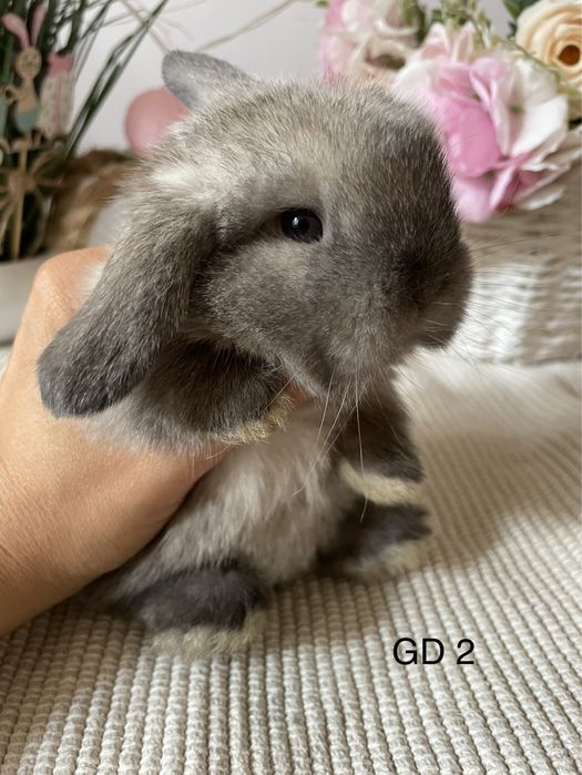 Króliczki  królik mini lop miniaturowy baranek LEGALNA HODOWLA !