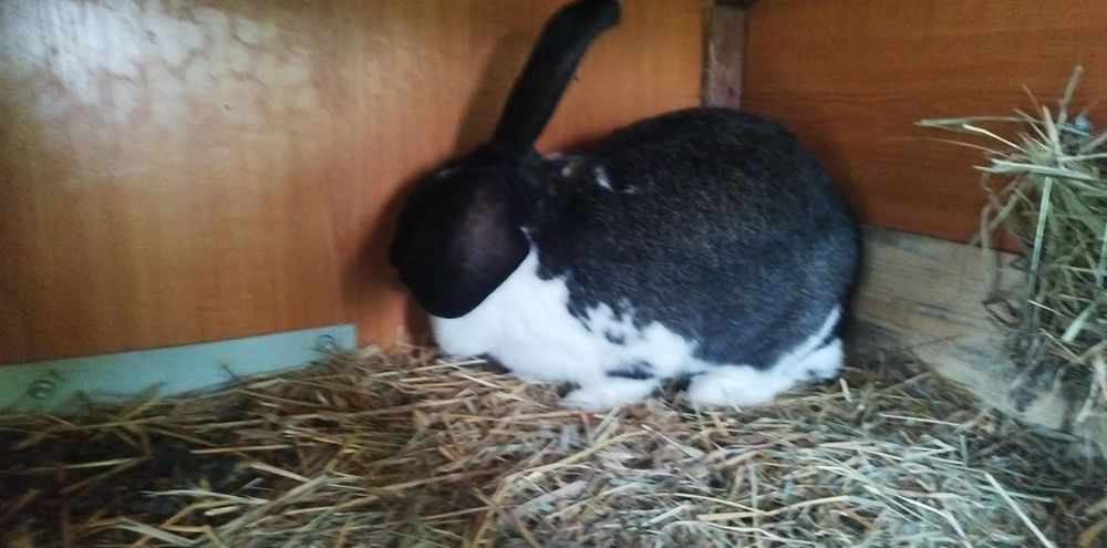 Króliki hodowlane , samice