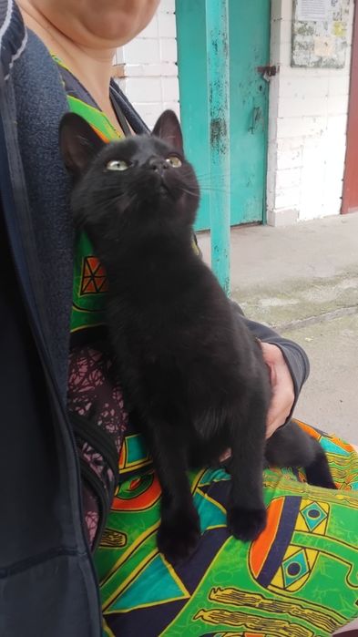 Кошеня в добрі ручки. Котик шукає домівку. Кіт