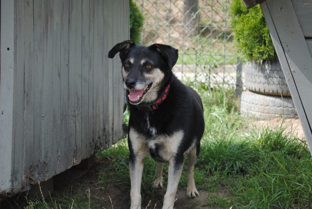 Delikatna , kochana sunia do adopcji