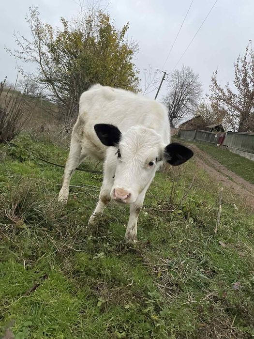 Продається теличка 3 місяці