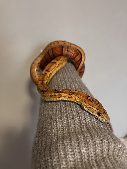 Wąż zbożowy classic