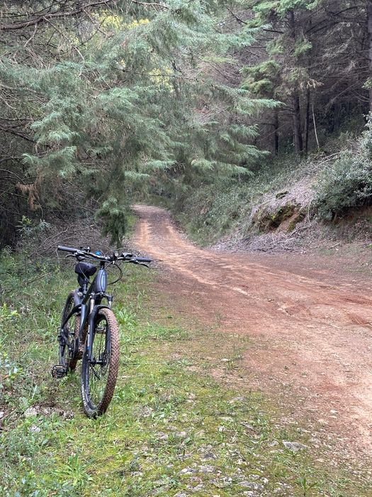 Conor Borneo electrica (M)