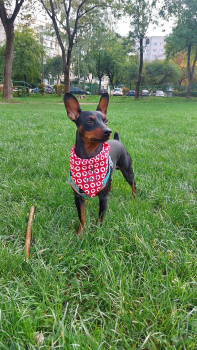 Цверг пінчер шукає дівчинку