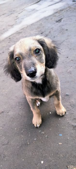 Цуценя хлопчик 3 місяці метис