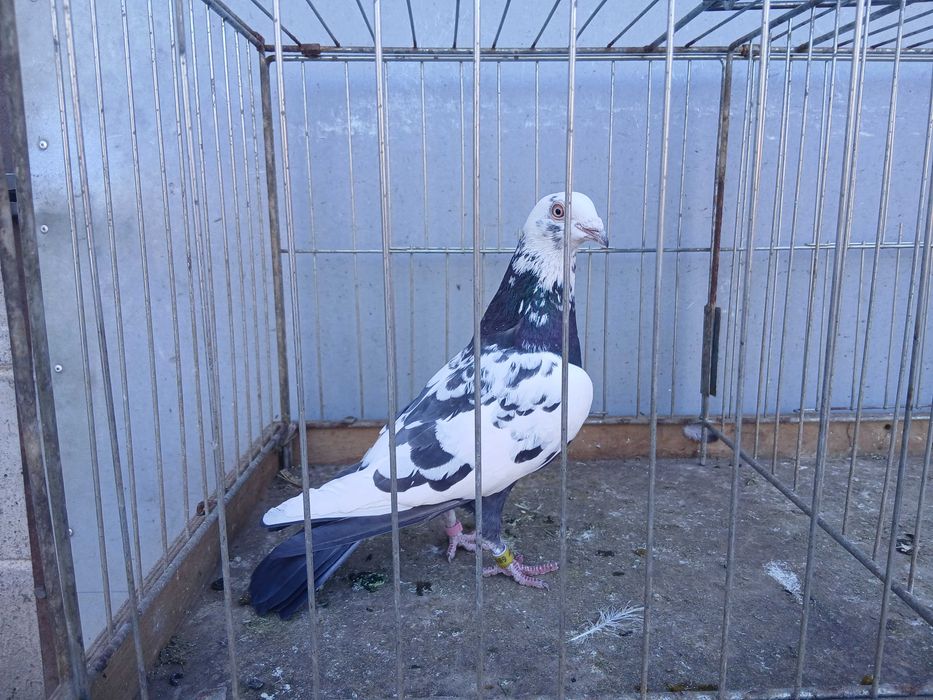 Mulemans tygrys czarny samica 24r. mulemansy tygrysy