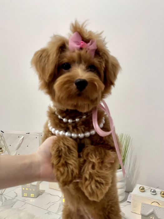 Помапу — Ніжна шерсть, велике серце