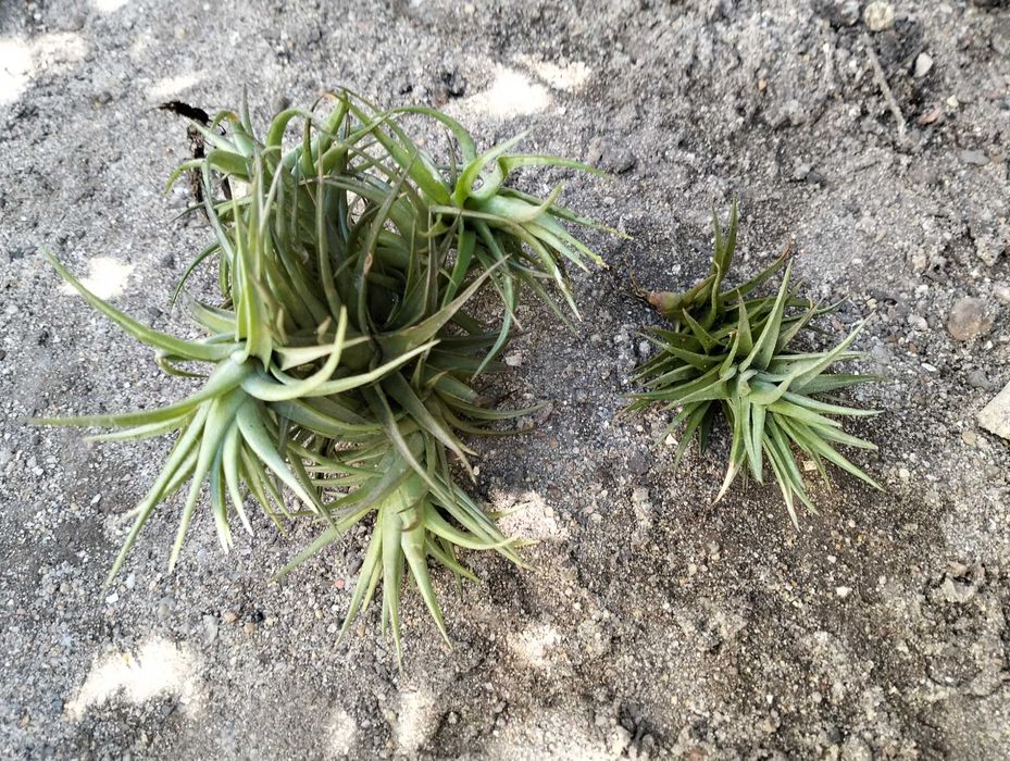 Planta Tillandsia