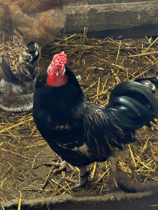 Кури декоративні Бентамки