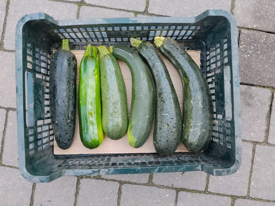 Cukinia ekologiczna