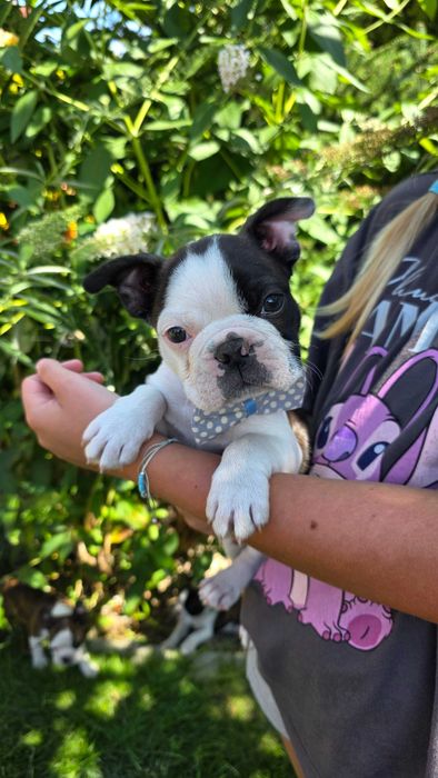 Boston terrier szczeniak